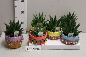 Kambarinis augalas, sukulentas keraminiame vazonėlyje, vazonėlio skersmuo 15 cm.