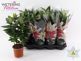 Daugiametė gėlė, lelija "Sunny Azores", vazonėlio skersmuo 13 cm.
