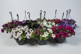 Vienmetė gėlė, petunija, vazonėlio skersmuo 19 cm.