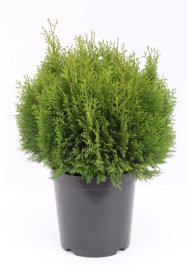 Spygliuotis, tuja vakarinė "Miky", vazonėlio skersmuo 23 cm.