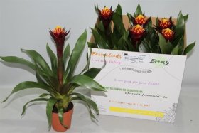 Kambarinis augalas, guzmanija "Akabar", vazonėlio skersmuo 12 cm.