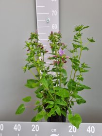 Daugiametė gėlė, katilėlis "Viking", vazonas 3 l.