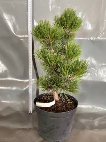 Spygliuotis, baltažievė pušis "Greece", vazonėlio skersmuo 23 cm.