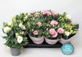 Kambarinis augalas, eustoma, vazonėlio skersmuo 12 cm.