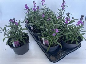 Daugiametė gėlė, tvertikas "Bowl Mauve", vazono skersmuo 17 cm.