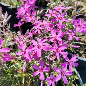 Daugiametė gėlė, flioksas ylalapis, vazonas 1 l.