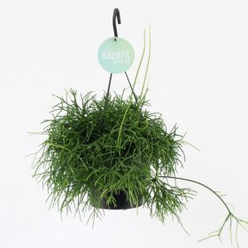 Kambarinis augalas, ripsalis, vazonėlio skersmuo 17 cm.