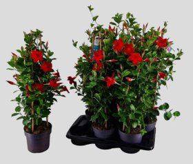 Vienmetė gėlė, mandevilė, vazonėlio skersmuo 17 cm.