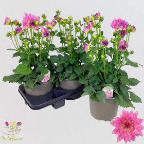 Vienmetė gėlė, jurginas "Max Salinas", vazonėlio skersmuo 19 cm.