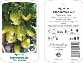 Vaiskrūmis, agrastas "Hinnonmaki Gul"