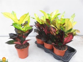 Kambarinis augalas, krotonas "Mrs Iceton", vazonėlio skersmuo 17 cm.