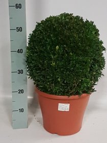 Dekoratyvinis krūmas, buksmedis, apvalus, vazonėlio skersmuo 35 cm.