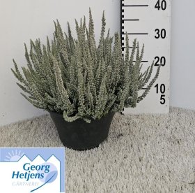 Vienmetė gėlė, viržis, vazonėlio skersmuo 23 cm.