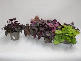 Daugiametė gėlė, alūnė "Americana", vazonėlio skersmuo 13 cm.