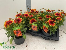 Daugiametė gėlė, gailardija "Artistata", vazonėlio skersmuo 17 cm.