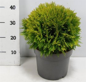 Spygliuotis, tuja rutulinė "Danica", vazonėlio skersmuo 26 cm.