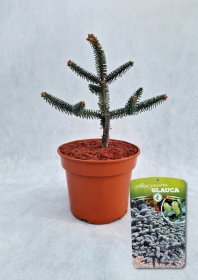 Spygliuotis, kėnis ispaninis "Glauca", vazonas 3 l.