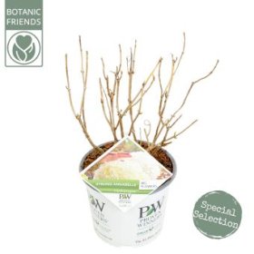 Dekoratyvinis krūmas, hortenzija šviesioji "Strong Annabelle", vazonėlio skersmuo 19 cm.