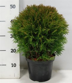 Spygliuotis, rutulinė tuja, vazonėlio skersmuo 21 cm.