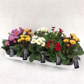 Kambarinis augalas, raktažolė pavasarinė, vazonėlio skersmuo 12 cm.