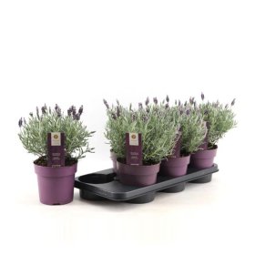 Vienmetė gėlė, levanda "Silver Anouk", vazonėlio skersmuo 15 cm.