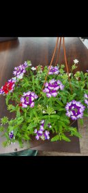 Vienmetė gėlė, verbena (svyranti), vazonėlio skersmuo 19 cm.