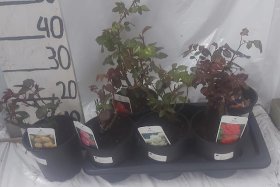 Daugiametė gėlė, rožė, vazonėlio skersmuo 17 cm.