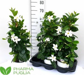 Vijoklinis augalas, mandevila "Rio White", vazonėlio skersmuo 17 cm.