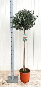 Dekoratyvinis krūmas, alyvmedis, vazonėlio skersmuo 27 cm.