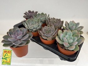 Kambarinis augalas, kalvorė (surfinija), vazonėlio skersmuo 12 cm.