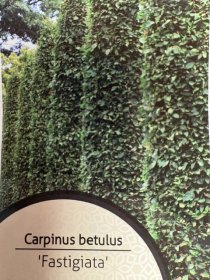 Dekoratyvinis krūmas, skroblas paprastasis "Fastigiata", vazonėlio skersmuo 21 cm.