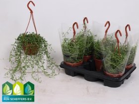 Kambarinis augalas, žilė, vazonėlio skersmuo 12 cm.