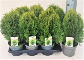 Spygliuotis, tuja "Aurea nana", vazonėlio skersmuo 17 cm.