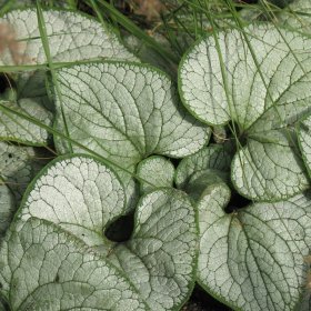 Daugiametė gėlė, didžialapė brunera "Silver Heart", vazono talpa 2 l.