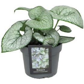 Daugiametė gėlė, brunera, vazono skersmuo 19 cm.