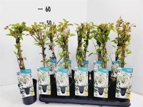 Vijoklinis augalas, pelėvirkštis, vazonėlio skersmuo 12 cm.