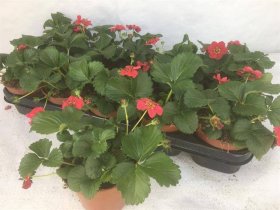 Braškės sodinukas "Toscana", vazonėlio skersmuo 12 cm.