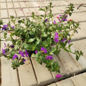 Vienmetė gėlė, karpažolė "Diwali Shower", vazonėlio skersmuo 11 cm.