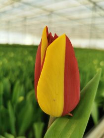 Skintos tulpės, 3 vnt.