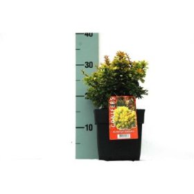 Dekoratyvinis krūmas, raugeriškis "Goldalita", vazono skersmuo 17 cm.