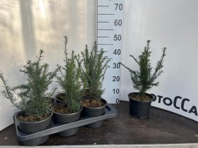 Spygliuotis, europinis kukmedis, vazono skersmuo 17 cm.