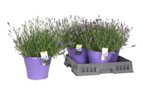 Daugiametė gėlė, levanda "Essence Pur", vazonėlio skersmuo 23 cm.