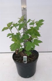 Dekoratyvinis krūmas, putinas "Roseum", vazono skersmuo 30 cm.