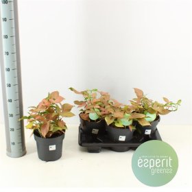 Kambarinis augalas, singonis "Regina Red", vazonėlio skersmuo 21 cm.