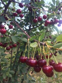 Vaismedis, vyšnia “Debreceno” (Prunus cerasus)
