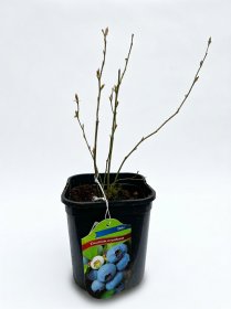 Vaiskrūmis, šilauogė "Duke", vazonas 2 l.