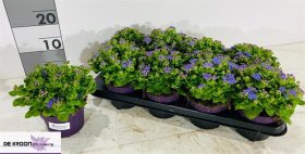 Vienmetė gėlė, žydrūnis "Ariella L Blue", vazonėlio skersmuo 13 cm.