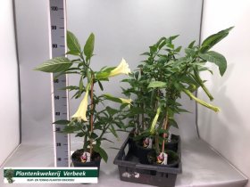 Vienmetė gėlė, brugmansija (nuodinga), vazono skersmuo 19 cm.