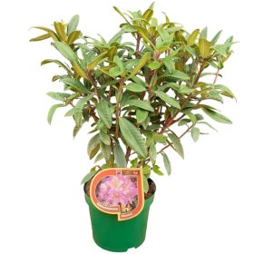 Dekoratyvinis krūmas, rododendras, Čekijos kolekcija, įvairios veislės, vazonas 5 l.