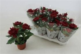 Vienmetė gėlė, chrizantema "Cosmo Bordeaux", vazonėlio skersmuo 12 cm.